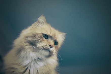 猫咪走了第一次办后事不知怎么选，马鞍山和县有靠谱的无害化处理机构吗求经