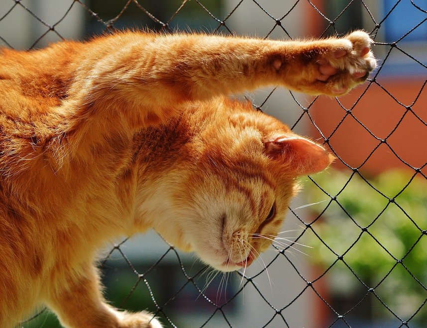 马鞍山猫咪单独火化