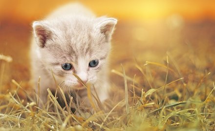 猫咪突发没缓过来，马鞍山有24小时上门接的宠物善终店吗