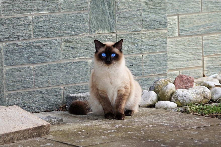 马鞍山小猫火化
