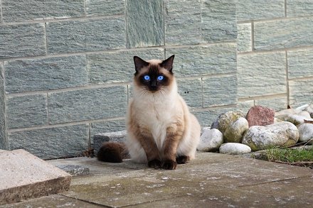 马鞍山小猫火化哪家靠谱？想让它有尊严离开，不舍得冷冰冰地走