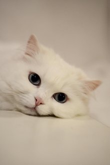 猫半夜没了不知去哪马鞍山博望区有能上门的宠物殡葬服务吗