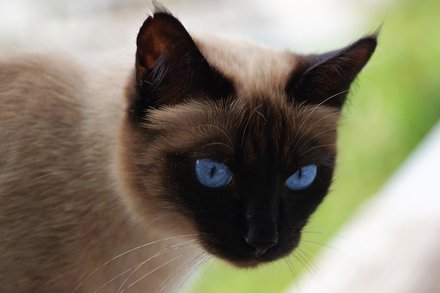 猫咪年纪大了不想它孤单走马鞍山哪有能体面告别的宠物火化中心推荐啊？