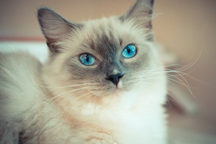 猫咪突然走了很着急，求分享马鞍山市正规宠物殡葬与合规土葬的详细流程。