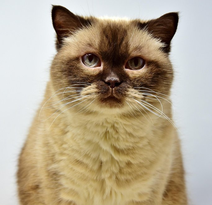 猫咪走了想火化马鞍山哪家收费透明