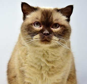 猫咪走了想火化马鞍山哪家收费透明求推荐