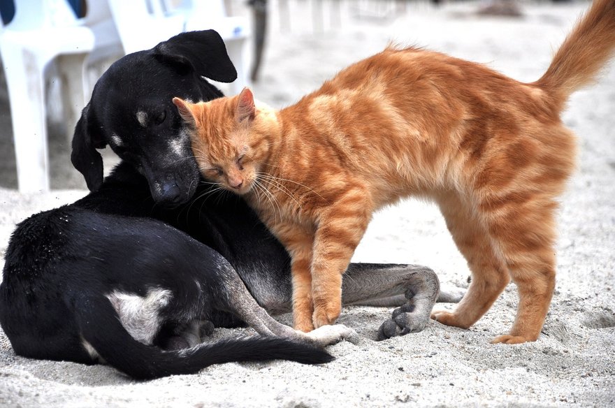 猫咪火化后怎么安葬