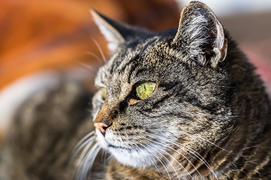 马鞍山当涂猫咪火化费用