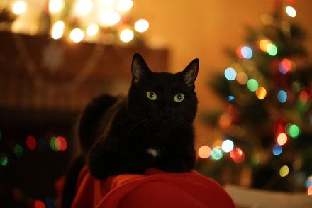 猫突然走了怎么办？避开隐形消费，马鞍山市宠物殡葬服务提供独立操作与全程