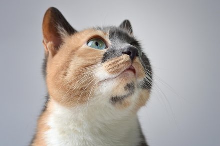 宠物火化费用怎么查？马鞍山当涂县报价透明，完成火化后再选骨灰安葬无隐形
