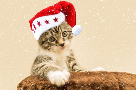 养了7年的猫咪突然走了怎么办，马鞍山这边有没有地方可以帮忙处理宠物火化