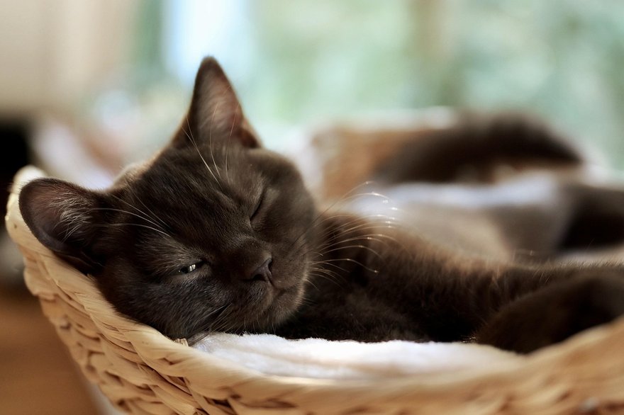 猫咪突然去世怎么办