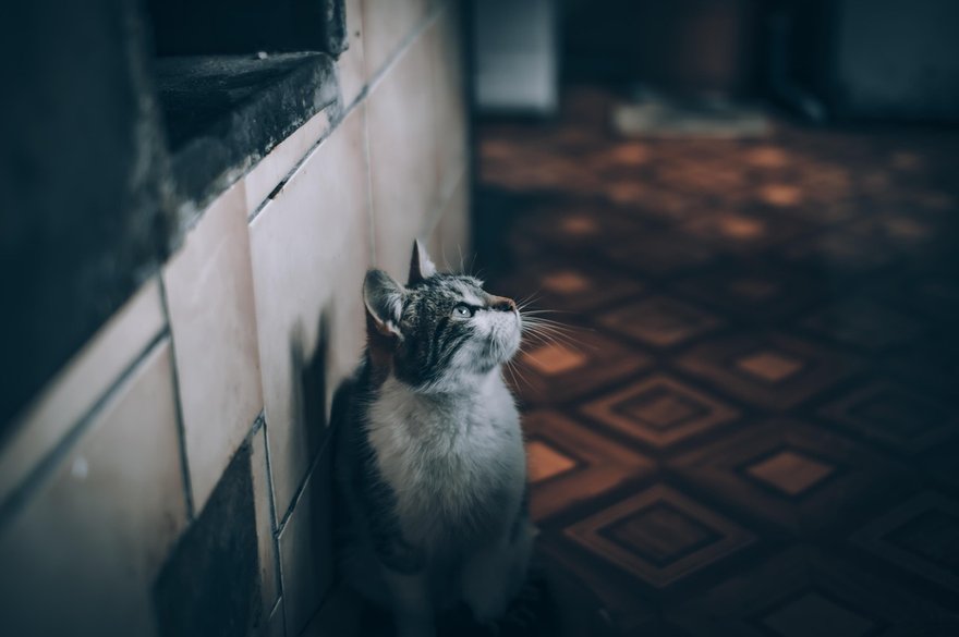 睡觉前猫咪走了怎么办