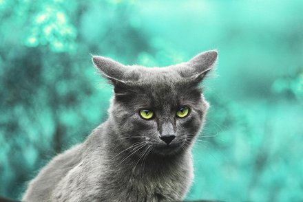 猫咪走了别随便找地方土葬，马鞍山宠物安葬下来得花多少钱打工人想心里有个
