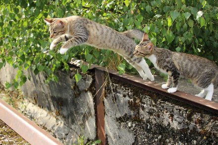 给老猫送终怕乱收费？在马鞍山市博望区别乱付钱，选火化价格透明的机构才靠